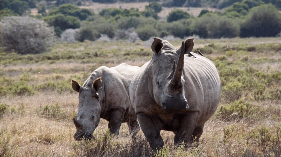 Zwei Nashörner, die durch die Savanne während eines 10-tägigen Safari-Pakets der Sandai Farm streifen, mit einer grünen Buschlandschaft im Hintergrund.