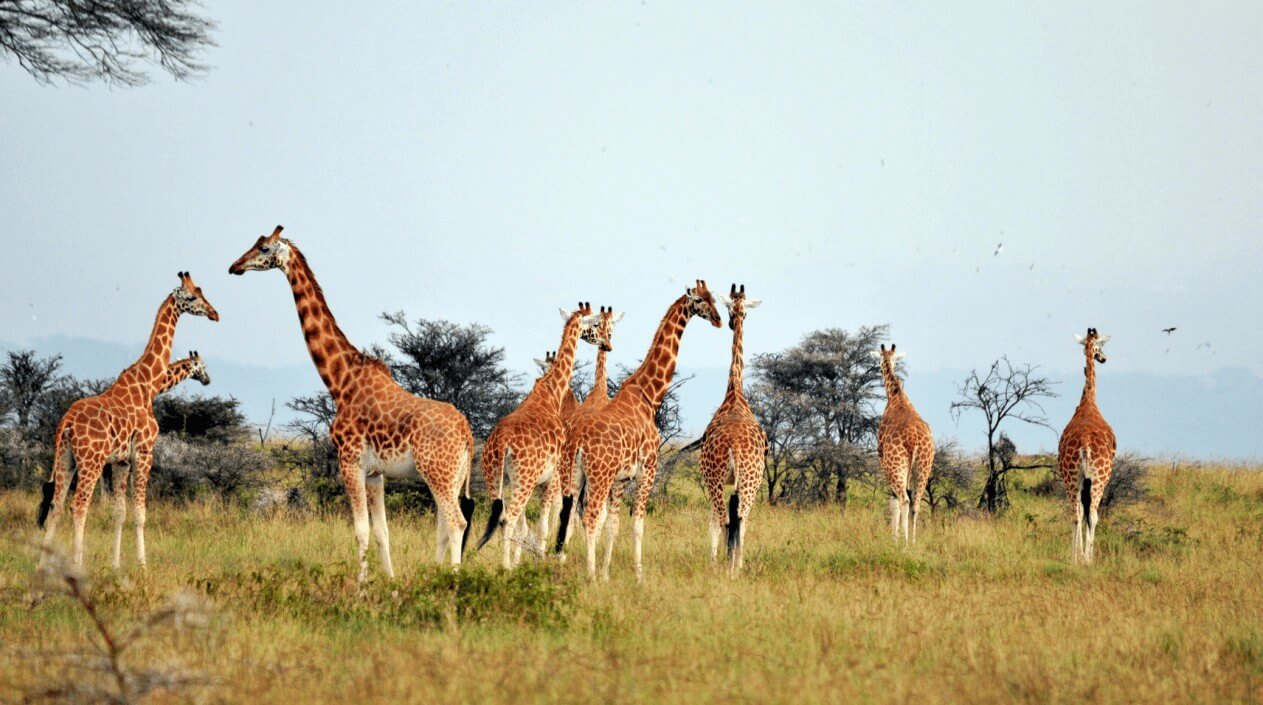 Gruppe von Giraffen auf einer offenen Savanne in der Nähe des Aberdare Country Clubs, umgeben von vereinzelten Bäumen und Vogelarten im Himmel.