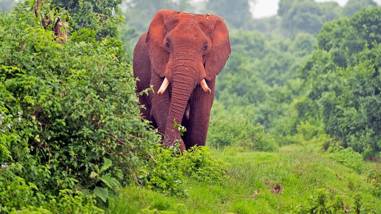 Ein majestätischer roter Elefant, der aus dichtem grünen Gebüsch im Aberdare-Nationalpark hervortritt.