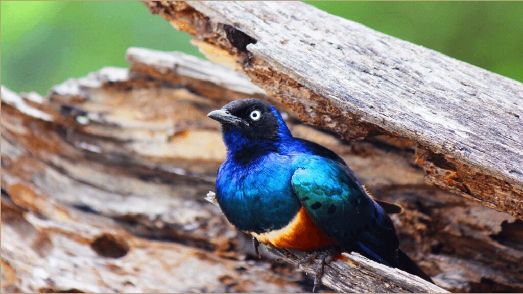 Ein farbenfroher Vogel mit schillerndem blauem und orangem Gefieder sitzt auf einem Holzstamm während einer Vogelbeobachtungsaktivität auf der Sandai Farm.