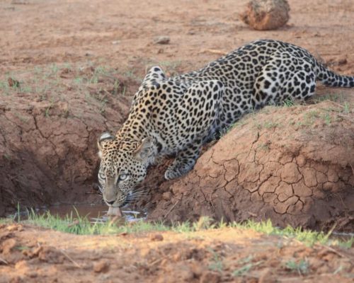 A leopard with a striking fur pattern drinking from a small waterhole in a dry, earthy environment.