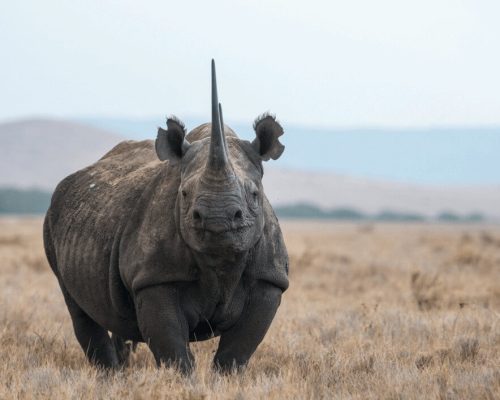 Solio Safari Kenia