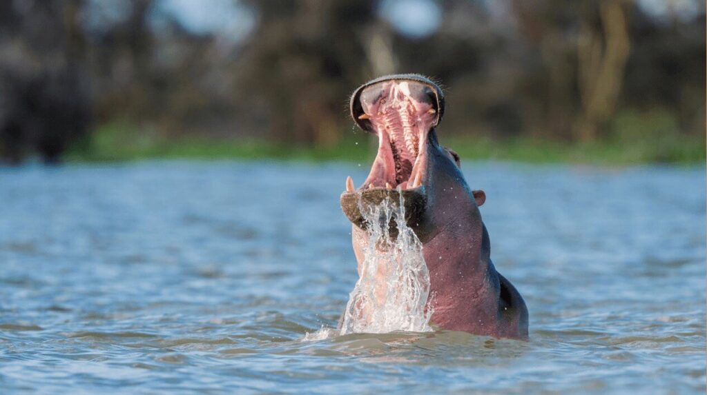 Ein Flusspferd im Lake Naivasha, das mit weit aufgerissenem Maul aus dem Wasser auftaucht, während Wasser aus seinem Maul spritzt.