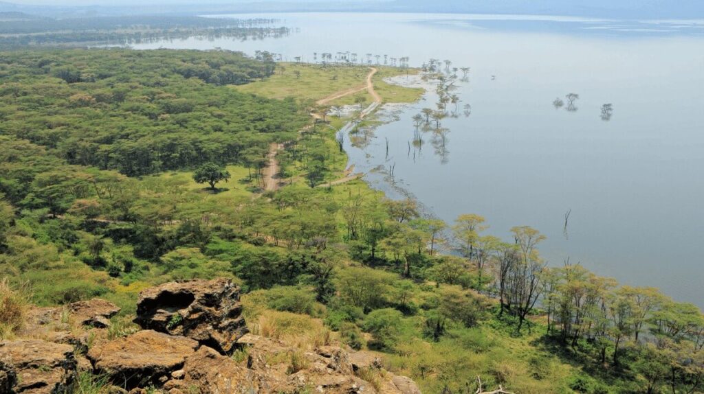 Blick auf den Lake Nakuru im Lake-Nakuru-Nationalpark, umgeben von üppigen Akazienwäldern und einer malerischen Küstenlinie.