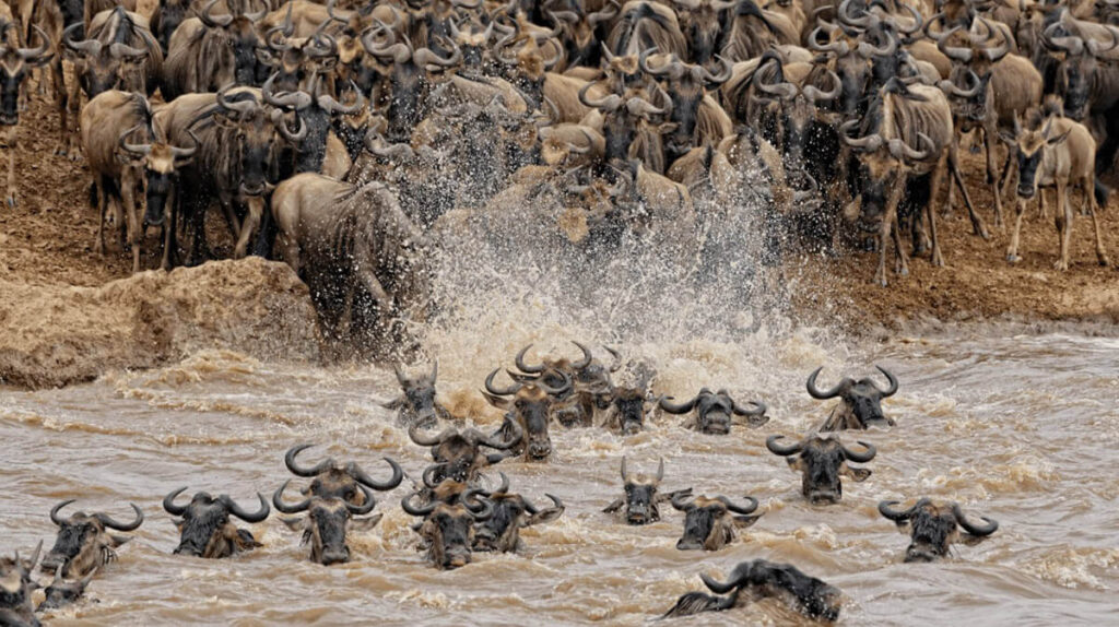 Große Herde von Gnus während der spektakulären Flussüberquerung in der Masai Mara, mit spritzendem Wasser und dicht gedrängten Tieren an den Ufern