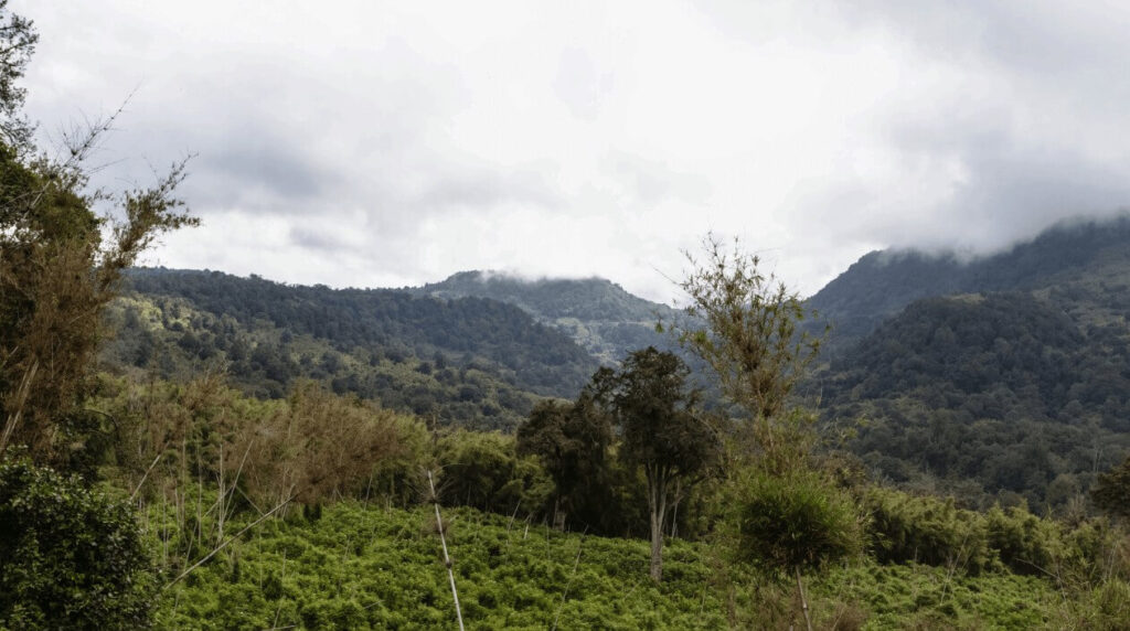 Üppige, grüne Vegetation im Ol Pejeta Conservancy, mit bewaldeten Hügeln und Wolken, die die Gipfel im Hintergrund verdecken.