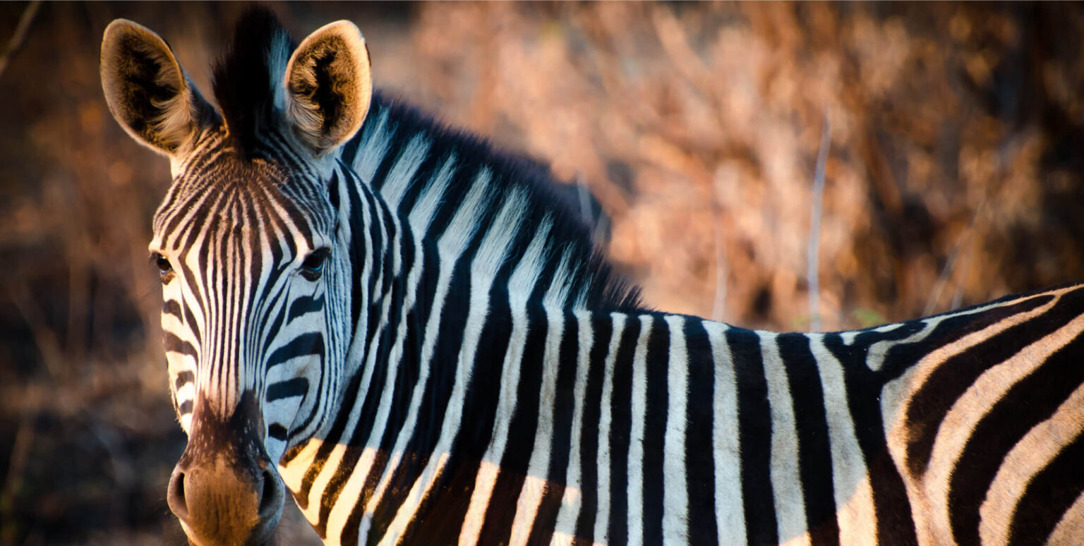 Nahaufnahme eines Zebras im warmen Licht der Abendsonne, aufgenommen während einer Safari, die von der Sandai Farm organisiert wurde.