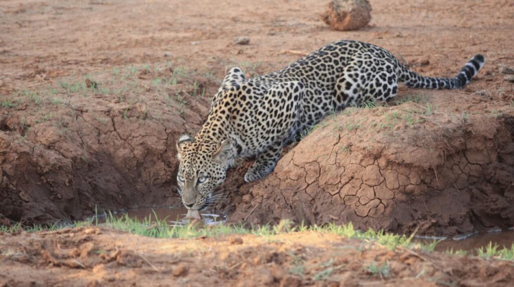 Ein Leopard mit auffälligem Fellmuster, der aus einer kleinen Wasserstelle in einer trockenen, erdigen Umgebung trinkt.